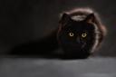 Black cat