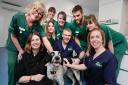 Vets Beth Seare and Cesar Sastre and members of the practice team at Damory Vets in Blandford with Lena the pointer cross and her owner Gill Pittard, left.