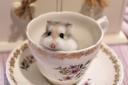 Pancake sitting in a teacup