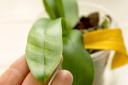 Picture of a sunburnt orchid leaf. See PA Feature GARDENING Orchid. Picture credit should read: Alamy/PA. WARNING: This picture must only be used to accompany PA Feature GARDENING Orchid..