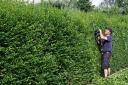 A boundary hedge is a hedge that separates you and your neighbour's gardens.