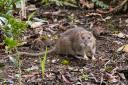 When the temperature outside plummets, rodents seek shelter from the cold and it’s common them to take refuge in vehicles