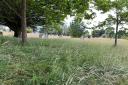 An area of Melcombe Regis Cemetery has been left for grass to grow