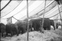 Circus on Southampton Common. 8th April 1947.