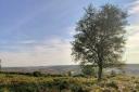 Sunny skies over the New Forest