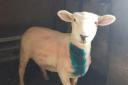 Police issue warning after sheep worrying in West Bradford