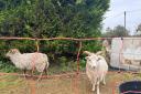 St Wolfrida’s Church in Horton has had to resort to employing the help of animals such as sheep, due to a lack of funding available for a gardener.