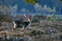 Annette Gregory captured this deer in the autumn light of the New Forest