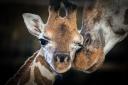 Marwell Zoo confirms death of baby giraffe after early infection