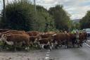 Cows blocking the A35