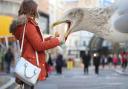 Stare at seagulls to stop them eating your food, study finds