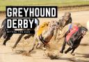 Greyhound Derby round 2: Betting tips for Saturday