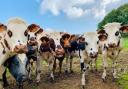 Here's what to do when you're out walking this summer and come across a field of cattle. (stock).