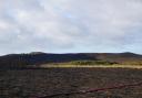 Aftermath of Studland heath fire