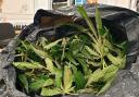 Bin bag full of cannabis discovered in Upper Parkstone bin. Picture: Dorset Police