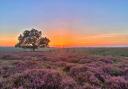 The New Forest has been named the best national park in Europe and the tenth best in the world. Picture: Antony Lowe.