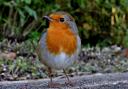 Bird spotting: best bird food to attract wildlife to UK gardens in nesting season. (PA)