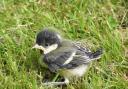 Fledgling bird. Credit: Gerard Harris