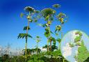 Interactive map displays sightings of toxic Giant Hogweed. Picture: Pixabay (inset WhatShed)