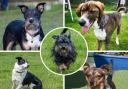 5 very different dogs at Waggy Tails Rescue – could you give one a home? (Waggy Tails Rescue)