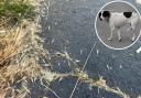 Dog owners are being warned by owners to look out for key signs their dog is suffering due to grass seeds