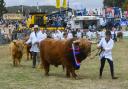 Cattle in the main ring during the Grand Parade of Livestock at the Dorset County Show at Dorchester - 4th September 2022.  Picture Credit: Graham Hunt Photography