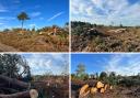 Tree felling at Avon Heath