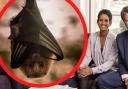 Naga Munchetty begs fans for help after bat brought into her home (Steve Schofield/BBC/Canva/PA)