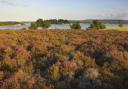 Landscape view of reserve showing heathland and water, Arne RSPB Reserve, Dorset. Picture: RSPB