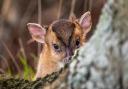 A muntjac deer. The stuffed head of one of the creatures has been stolen from the Verderers' Hall. Picture: Victoria Bowers