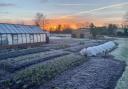 Photo of Charles Dowding's no dig garden in winter. See PA Feature GARDENING Allotment. Picture credit should read: Charles Dowding/PA. WARNING: This picture must only be used to accompany PA Feature GARDENING Allotment.