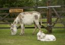 People could be fined £1,000 for feeding or petting ponies and donkeys in the New Forest