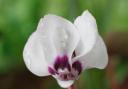 Undated Handout Photo of Cyclamen coum 'Album'. See PA Feature GARDENING Advice White. Picture credit should read: Alamy/PA. WARNING: This picture must only be used to accompany PA Feature GARDENING Advice White.