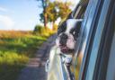 The Highway Code contains a rule that all pet owners should be aware of