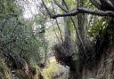 Andy Jefferies taking a look a close look at the holloway. Picture: Natural England