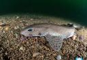 Underwater photos reveal Dorset’s magic marine life