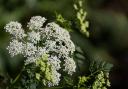 A warning has been issued for gardeners and walkers to be on the lookout for Hemlock, a deadly plant which could prove fatal to pets and humans