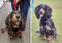 Cocker spaniel Bella underwent emergency treatment after being bitten by a snake