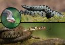 There are three snakes native to the UK including the venomous adder.