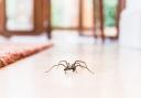 Spiders usually start to come out in early September, with their presence noticeable in homes until around mid-October. After this, they tend to be spotted indoors less often.