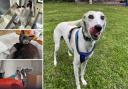 Could you adopt one of these pets in the Dorset area?