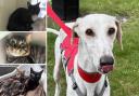 Could you give one of these pets a new home?