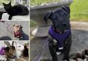 Could you give one of these pets a home in Dorset?