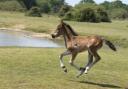 New powers prohibit people from feeding and petting the New Forest's iconic ponies