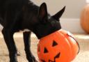 Experts have highlighted four common Halloween foods that can be toxic to dogs, including chocolate