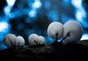 Porcelain Fungus