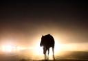 New Forest Pony in car headlights