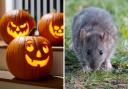 Rats and mice are usually very active between September and October ahead of the winter months.