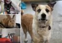 Can you give a home to one of these Dorset pets?