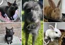 Could you give any of these Dorset pets a home?